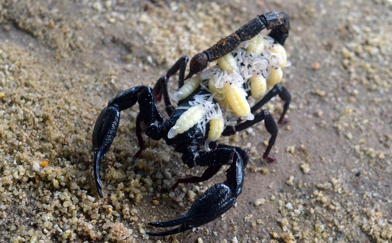 15 Spiritual Meanings of a Scorpion Crossing Your Path