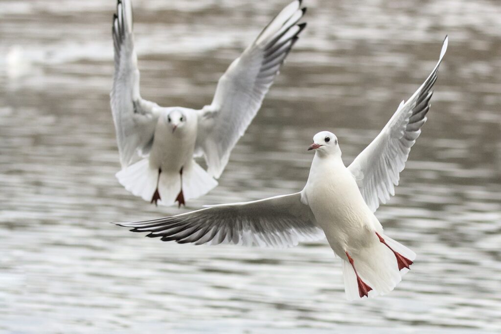 Different Bird Species and Their Meanings