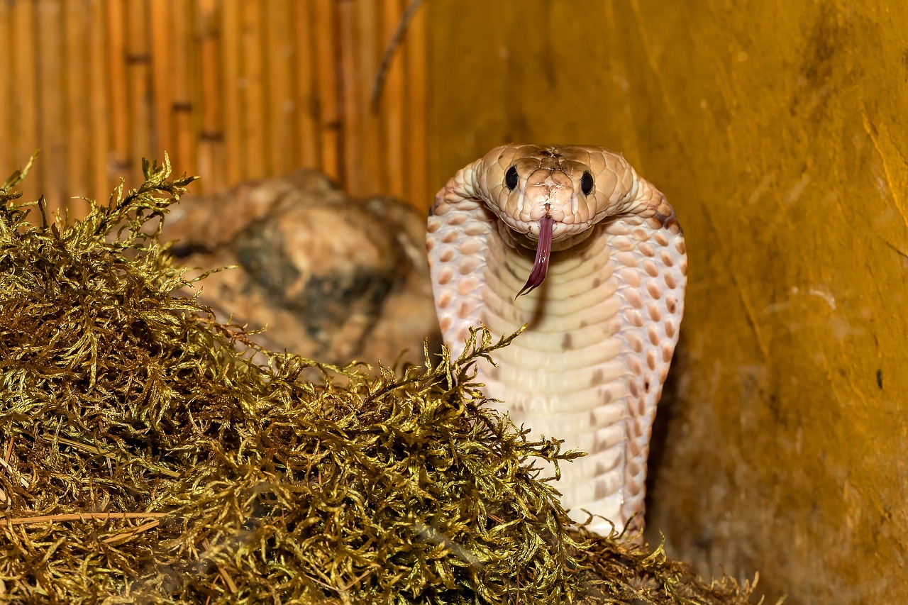 King Cobra Spiritual Meaning and Symbolism