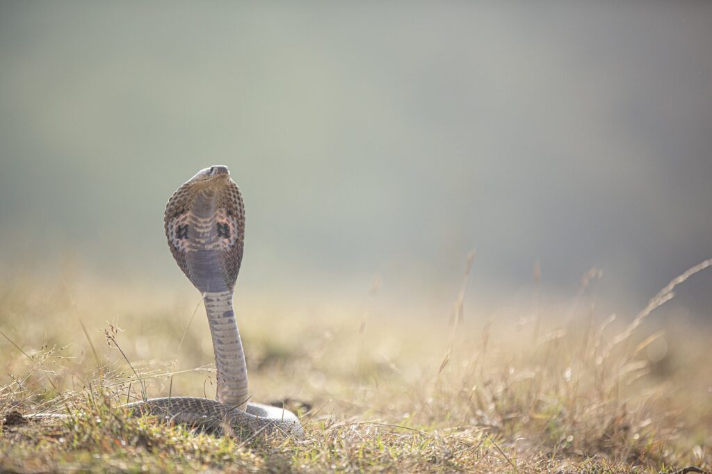 The King Cobra: A Symbol of Power and Protection