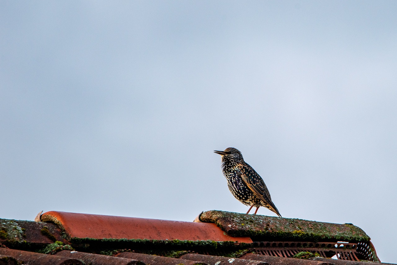 15 Spiritual Meanings of a Bird Flying Into Your Home