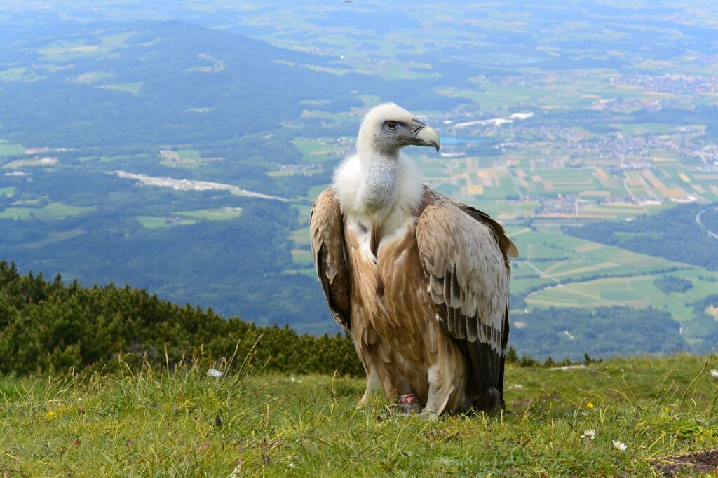 Does Seeing a Vulture Mean Death?