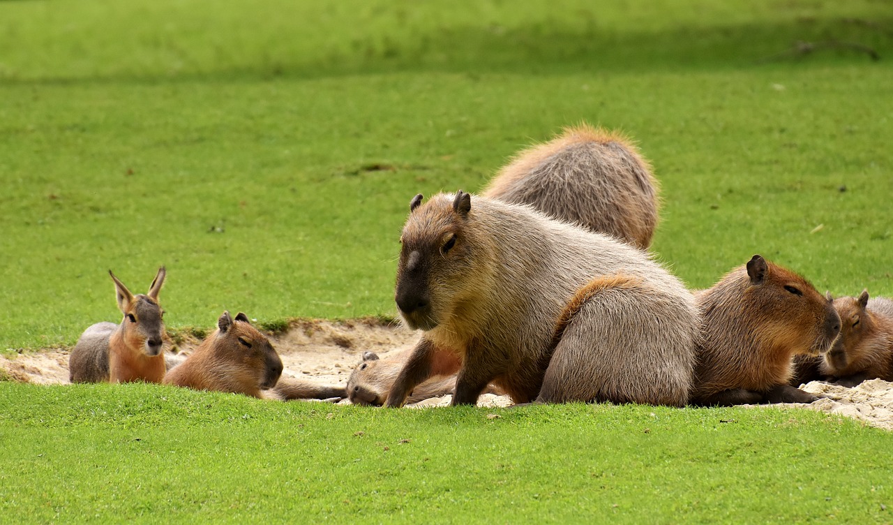 Capybara: Spiritual Meanings, Symbolism, and Deeper Connections