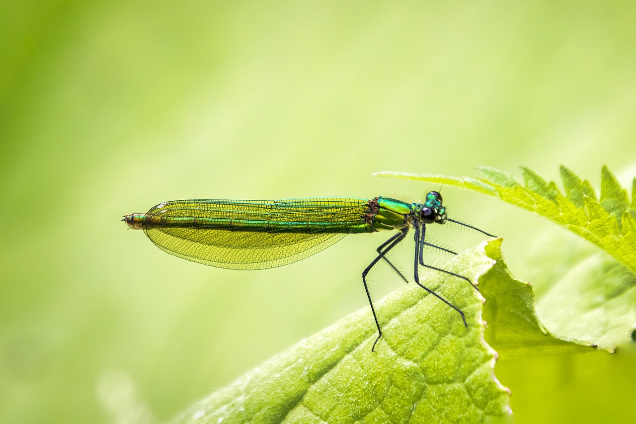 12 Spiritual Meanings and Symbolism of the Damselfly