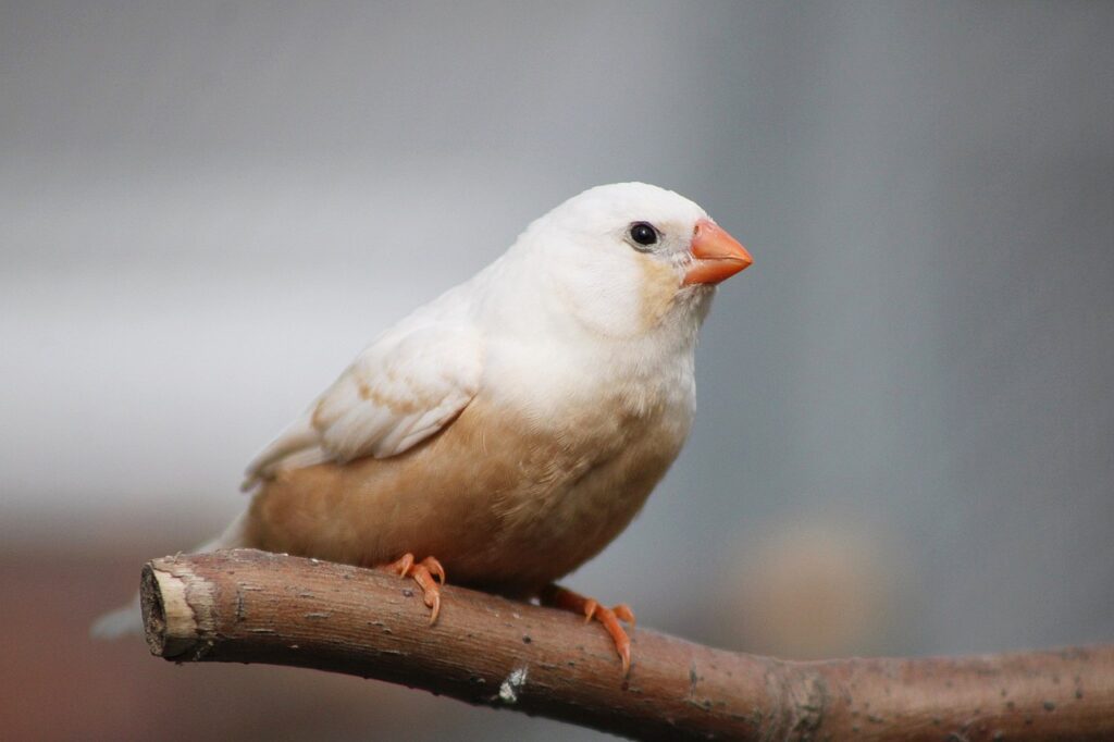 Finch Totem Animal, Spirit Animal, and Power Animal