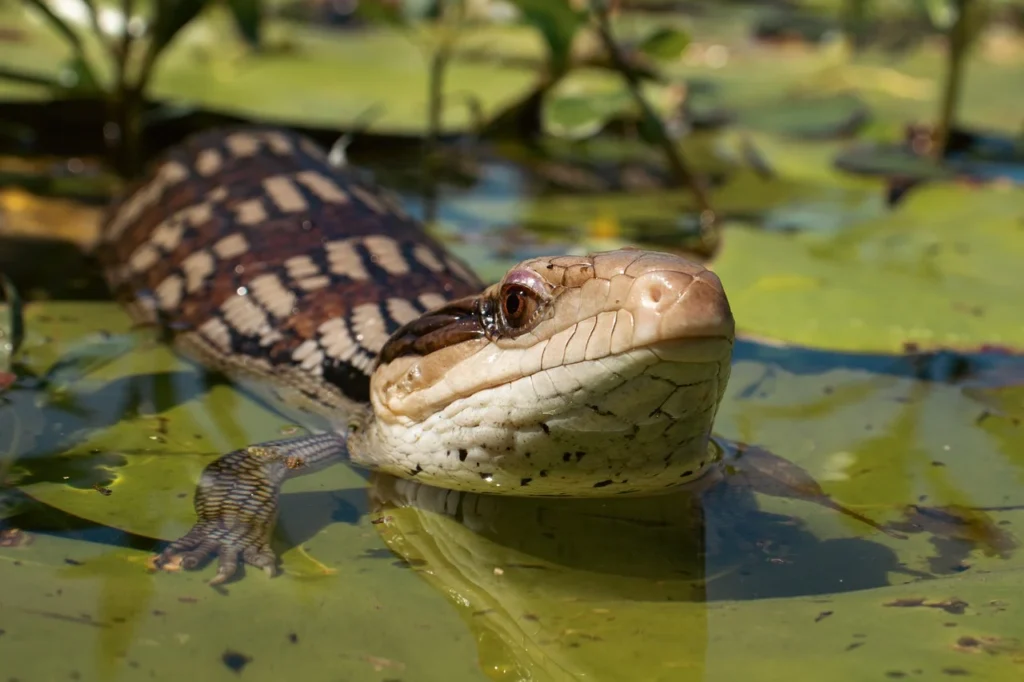 Skink Lizards Dream Interpretation