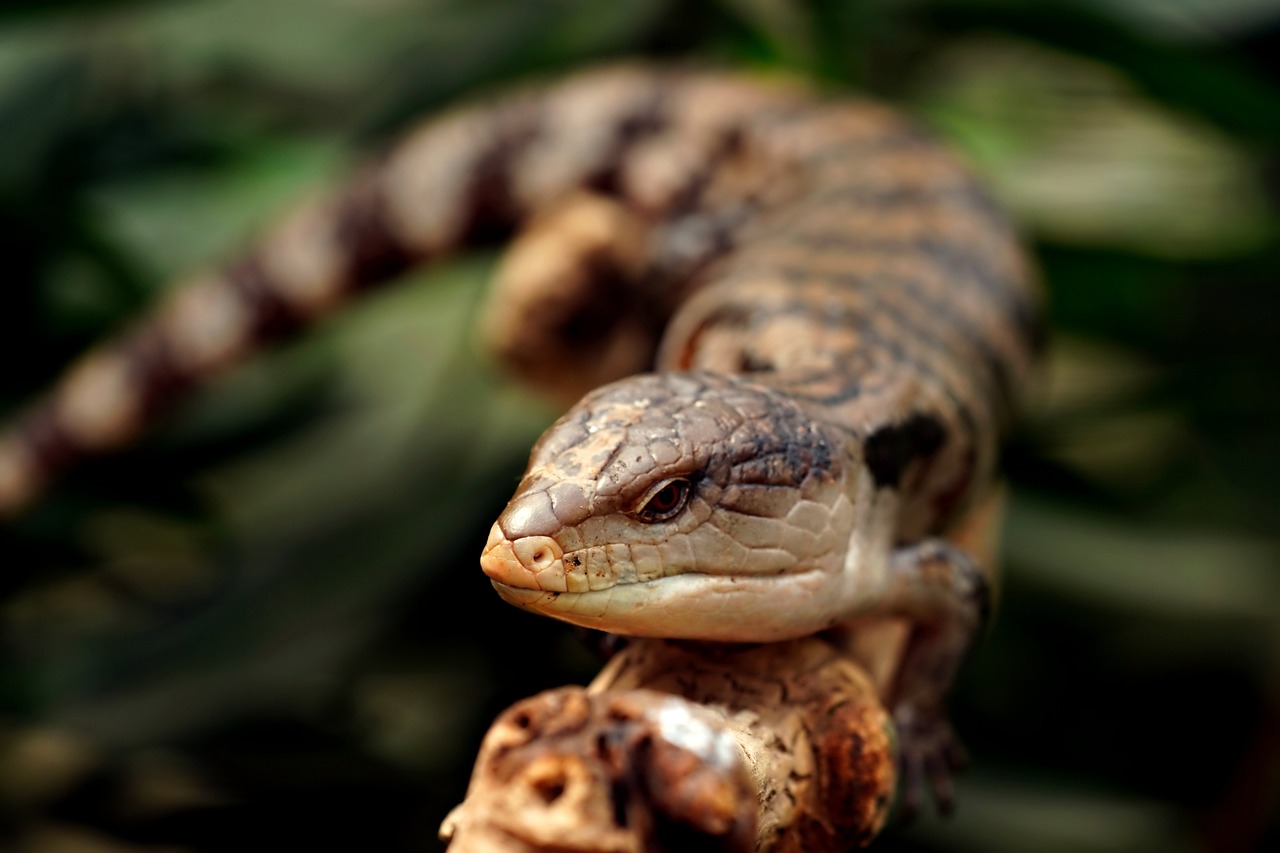 15 Spiritual Meanings and Symbolism of Skink Lizard