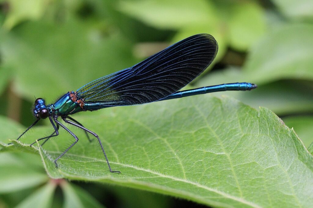 Spiritual Significance of Damselfly Colors